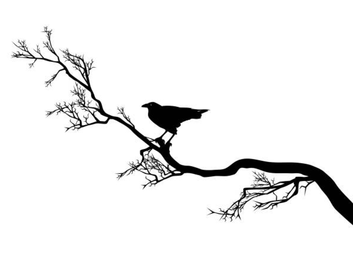 Raven on Branch