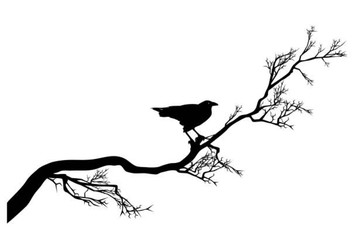 Raven on Branch